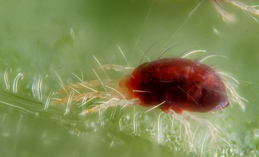 Павутинний кліщ Павутинний кліщ