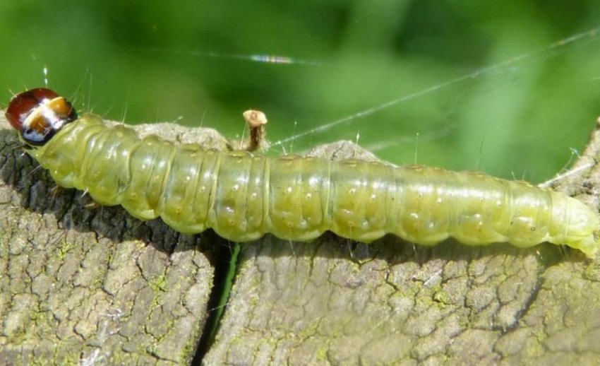 Рожевий листоверт Рожевий листоверт