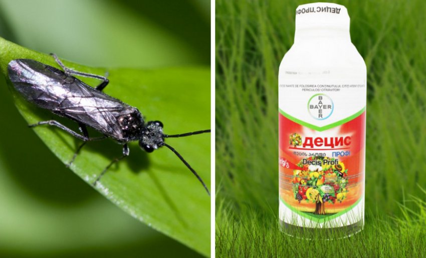 Препарат для боротьби з куркулем Препарат для боротьби з куркулем