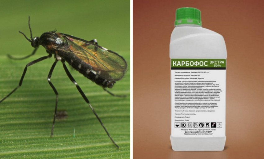 Препарат для боротьби з галліцею Препарат для боротьби з галліцею