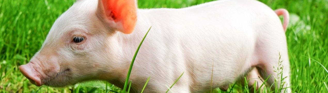 Понад 500 господарств на Філіппінах постраждали від африканської чуми свиней (АЧС)