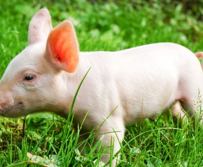 Понад 500 господарств на Філіппінах постраждали від африканської чуми свиней (АЧС)