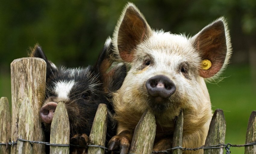 Понад 500 господарств на Філіппінах постраждали від АЧС