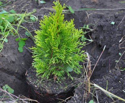 Висаджування ялиці восени, догляд за нею