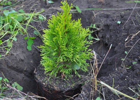 Висаджування ялиці восени, догляд за нею
