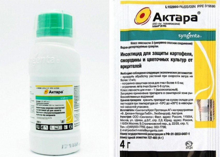 ложнощитовка на туе чем обработать. Смотреть фото ложнощитовка на туе чем обработать. Смотреть картинку ложнощитовка на туе чем обработать. Картинка про ложнощитовка на туе чем обработать. Фото ложнощитовка на туе чем обработать