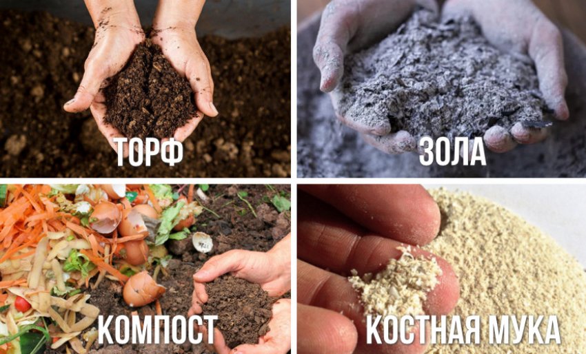 Добрива для туї Добрива для туї
