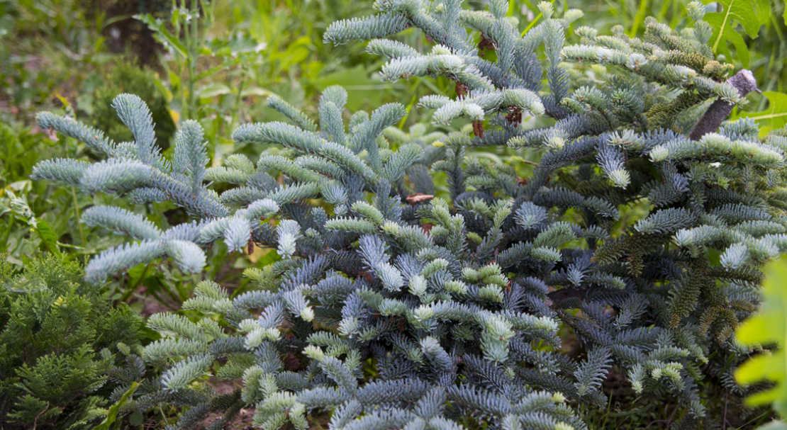 пихта procera glauca. пихта высокогорная глаука. пихта высокорослая глаука. пихта глаука описание. пихта глаука описание.