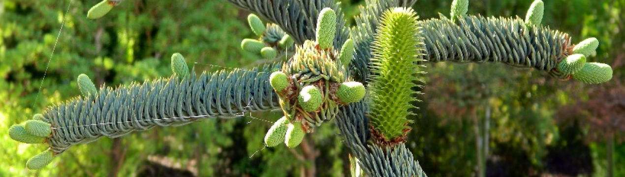 Описание пихты высокорослой Глаука, её посадка и уход