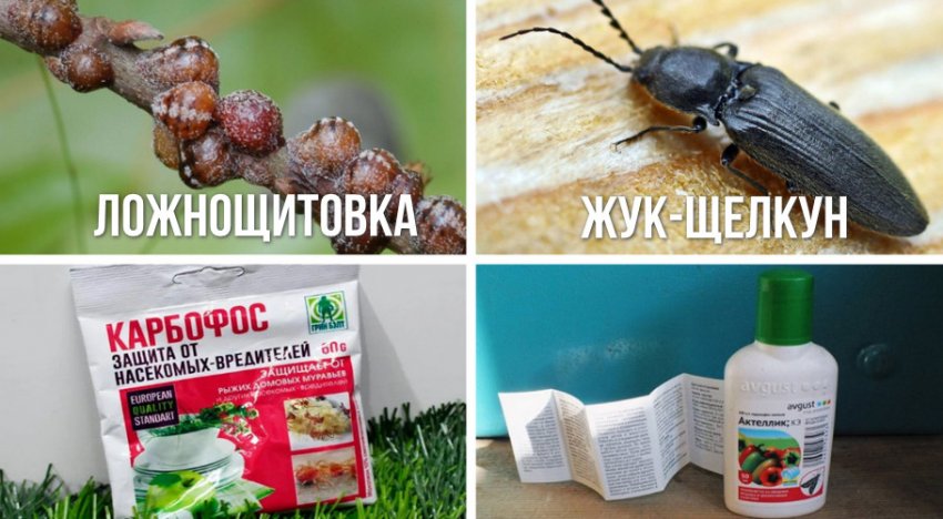 Препарати для боротьби з шкідниками тую Препарати для боротьби з шкідниками тую