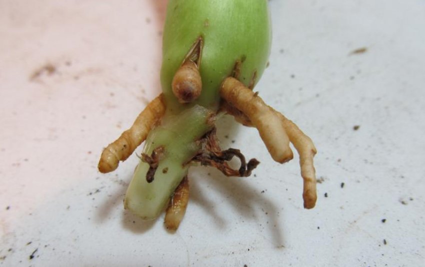 Розмноження алое живцями Розмноження алое живцями