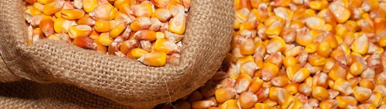 Під Воронежем збудують завод з виробництва насіння