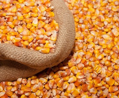 Під Воронежем збудують завод з виробництва насіння