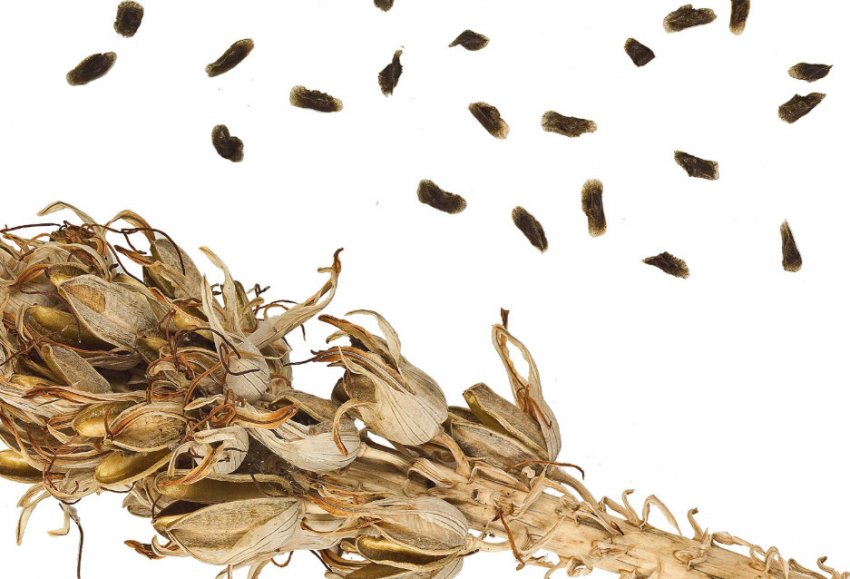 Насіння алое Насіння алое