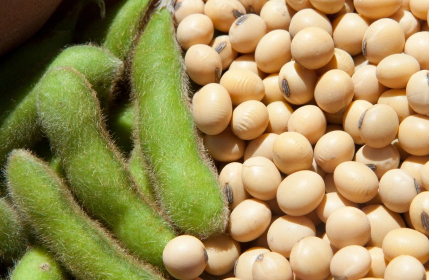 Під Воронежем збудують завод з виробництва насіння