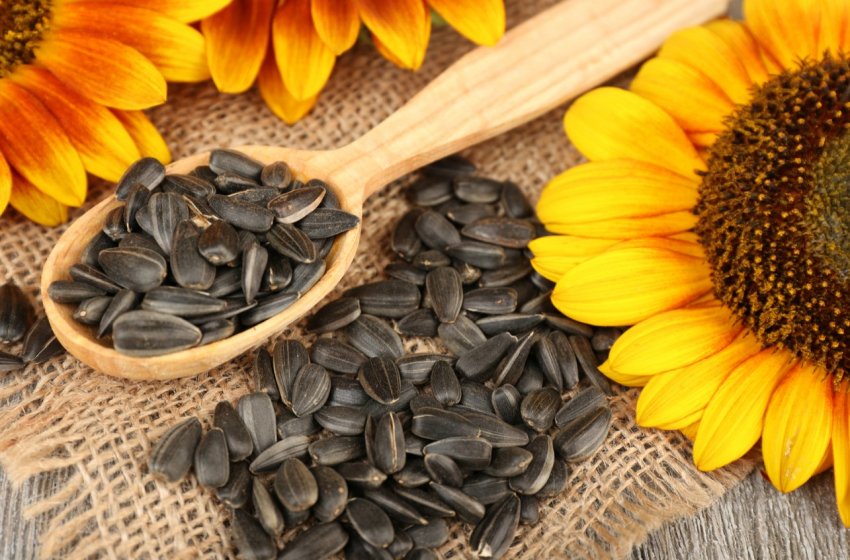 Під Воронежем збудують завод з виробництва насіння