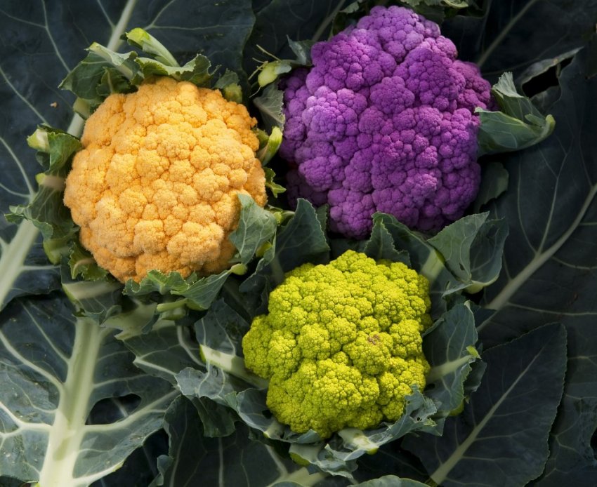 Шотландські овочеводи турбуються про працівників з Східної Європи Шотландські овочеводи турбуються про працівників з Східної Європи