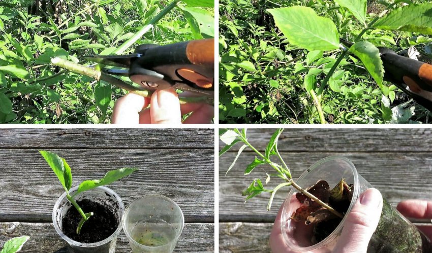 Розмноження чорниці черенками Розмноження чорниці черенками