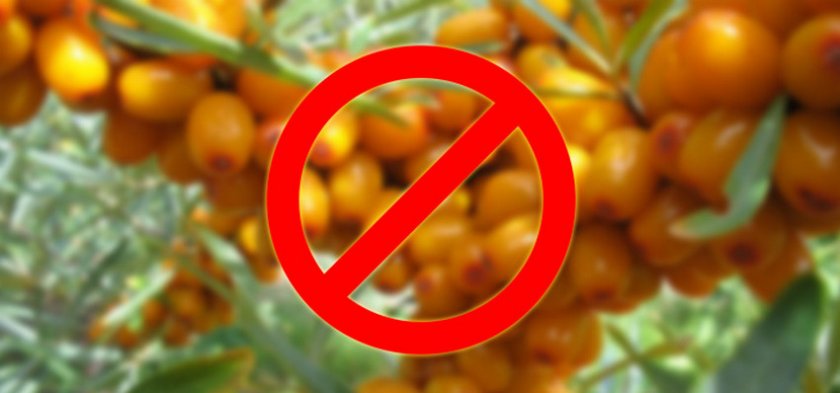 Противопоказания к употреблению облепихи