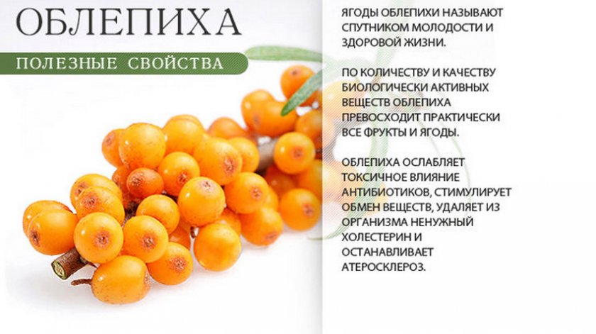 Полезные свойства облепихи