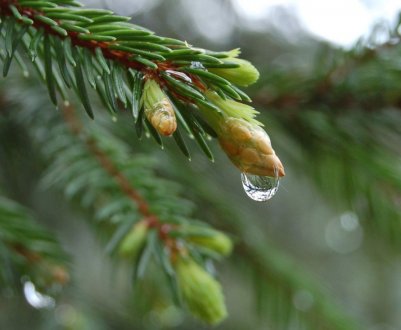 Свойства и применение пихтовой воды
