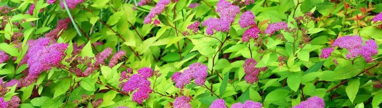 Кущ спіреї Бумальда