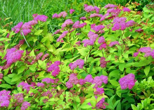 Кустарник спирея Бумальда