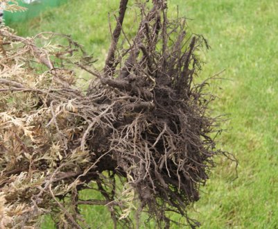 Коренева система ялиці: особливості будови та росту
