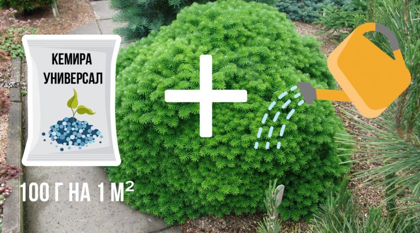 Підживлення та полив ялини