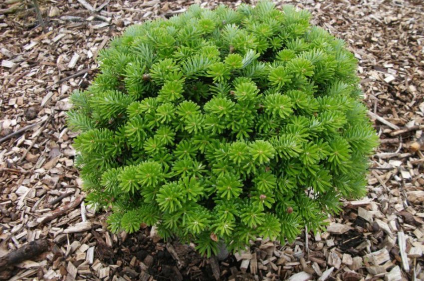 Мульчування пихти корейської Брилліант