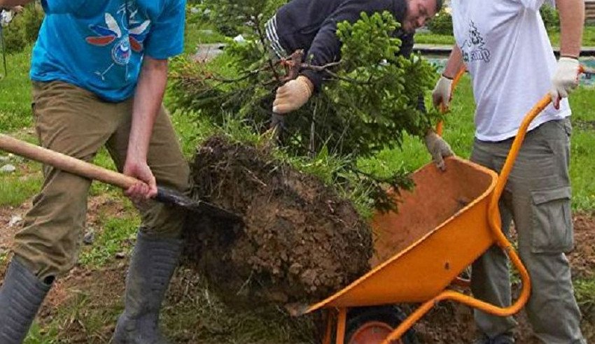 Пересадка пихти Брилліант