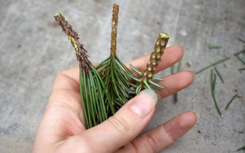 Для стимулювання росту коренів поливати черенки і відрослі можна розчином «Корневіна», «Радифарми» та ін.