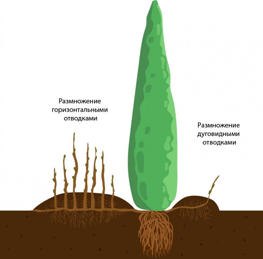 Розмноження відводками