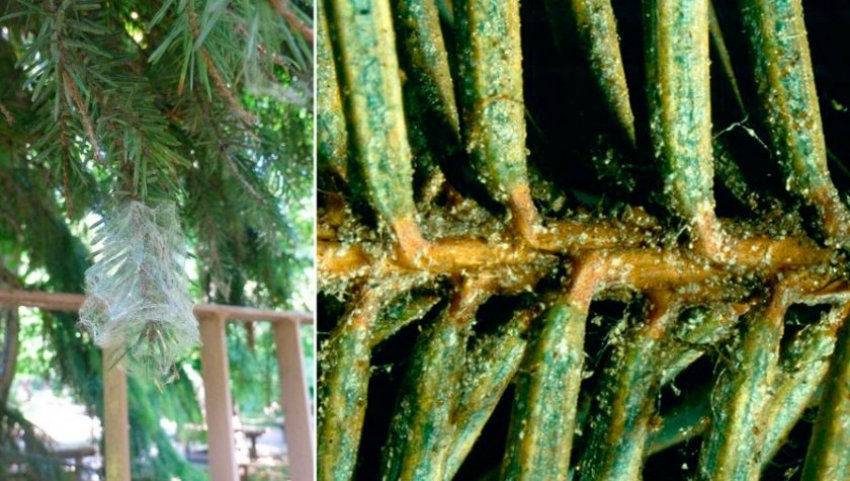 Павутинний кліщ на ялині