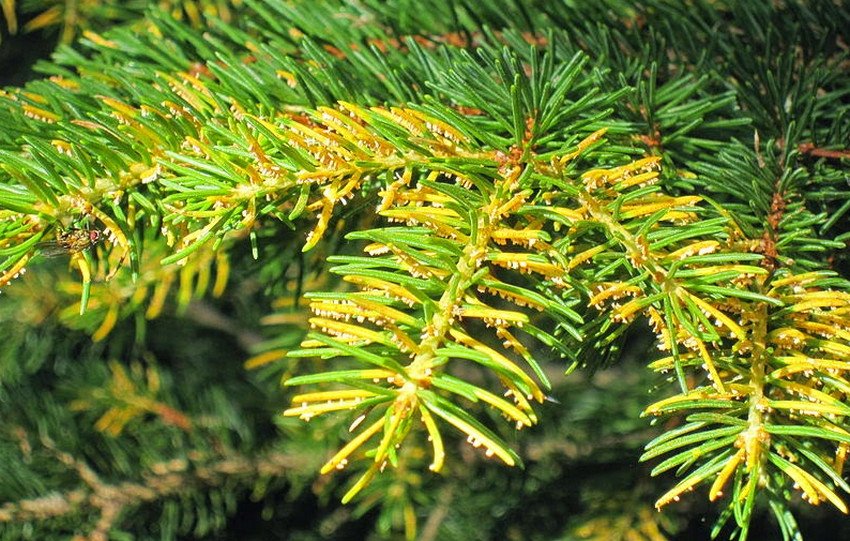 Ржавчина ялини