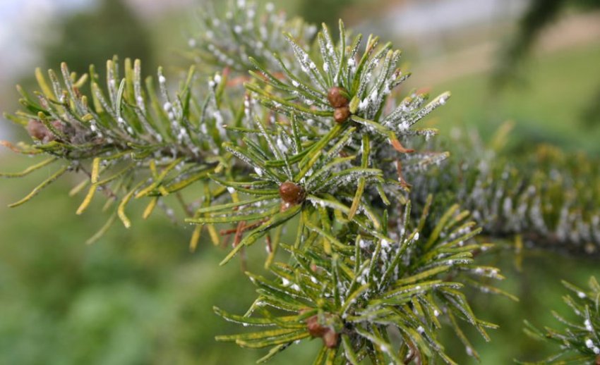 Хермес на ялині