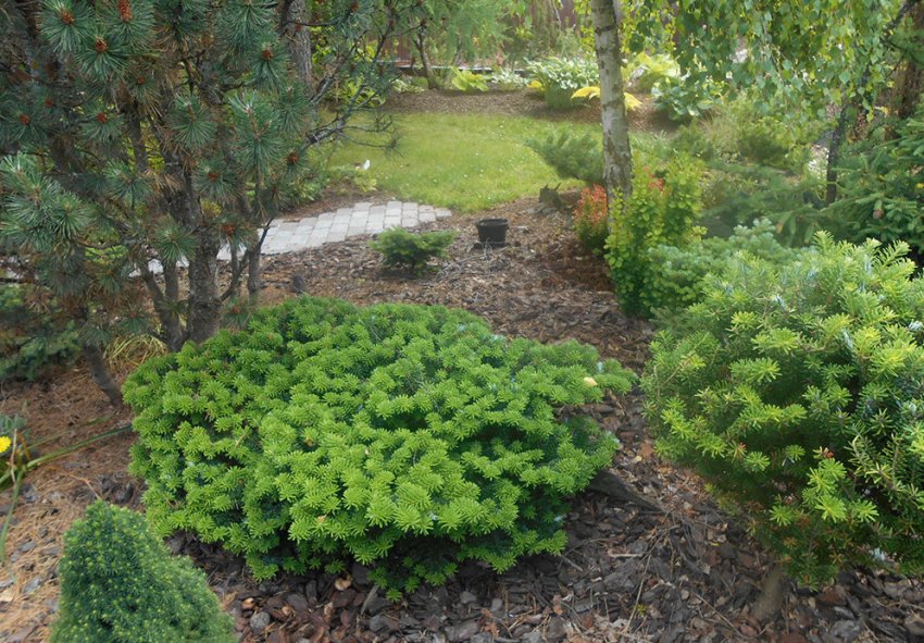 Пихта Брилліант у ландшафтному дизайні