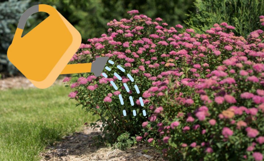 Полив спіреї Бумальда Полив спіреї Бумальда