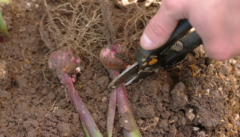 Выкопка луковиц гладиолусов