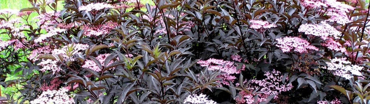 Опис чорних смородин "Блек Бьюті", їх посадка та догляд