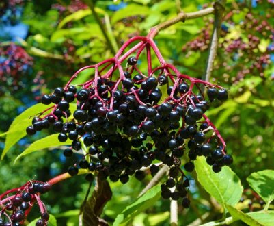 Як захистити будинок і сад від шкідників за допомогою бузини