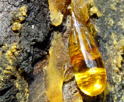 Застосування смоли ялиці в медицині та косметології