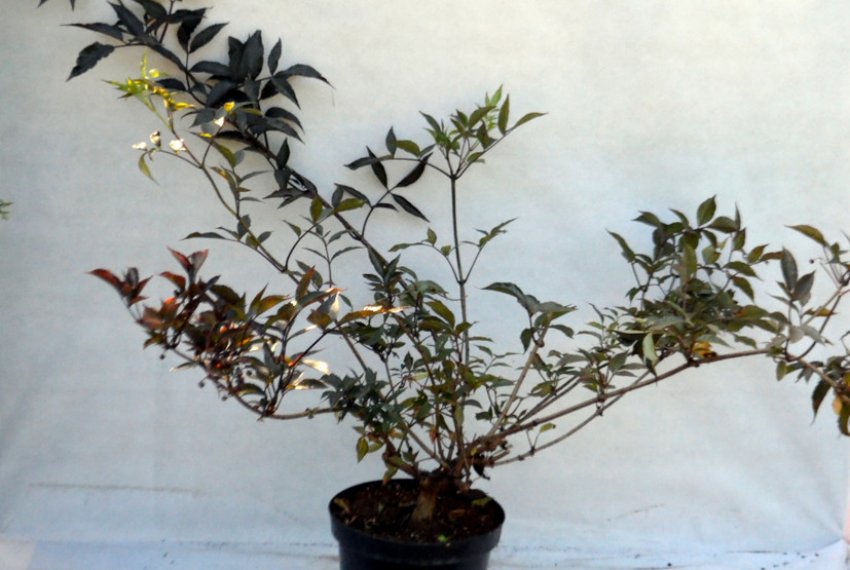 Саджанець бузини