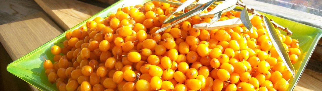 Чи можна їсти насіння обліпихи і які користі вони мають