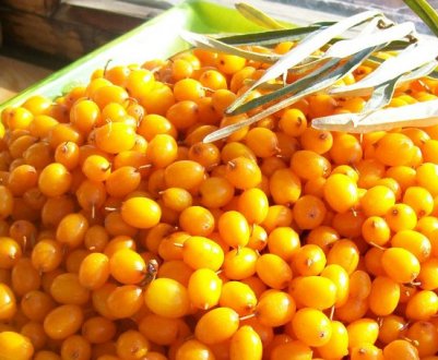 Чи можна їсти насіння обліпихи і які користі вони мають