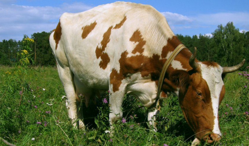 ᐉ Лишай у коровы лечение в домашних условиях