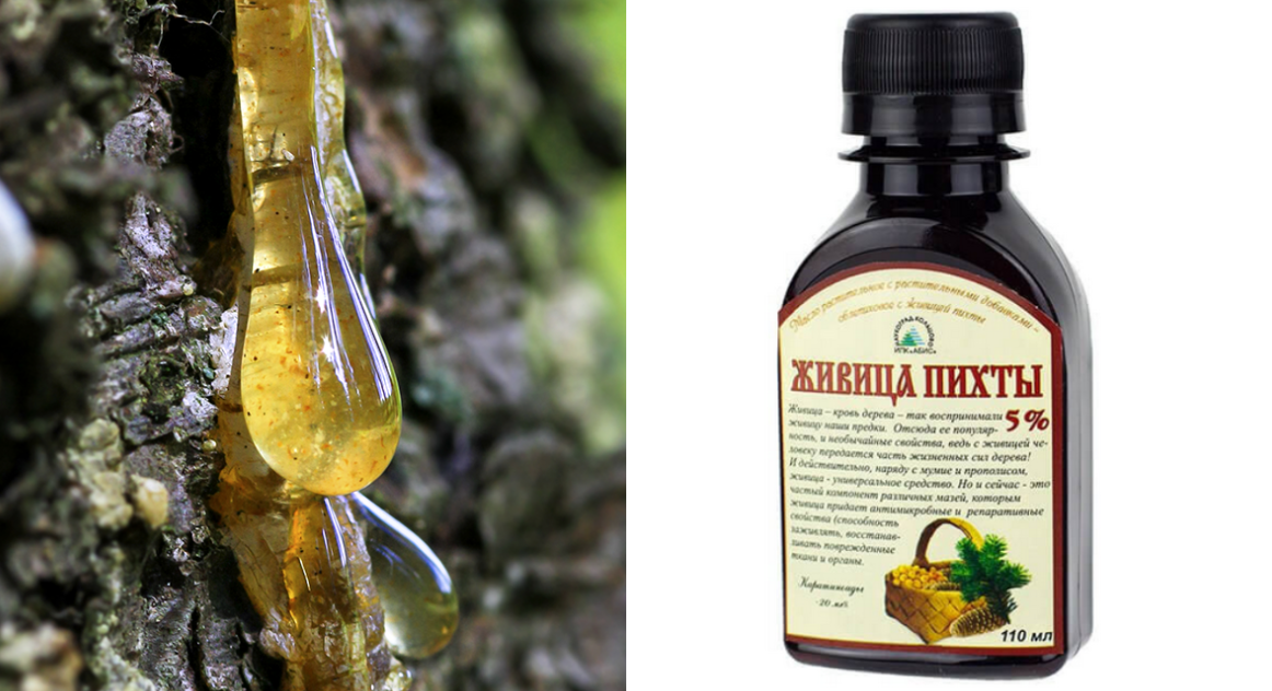 Пихтовая живица: лечебные свойства и противопоказания, применение ...