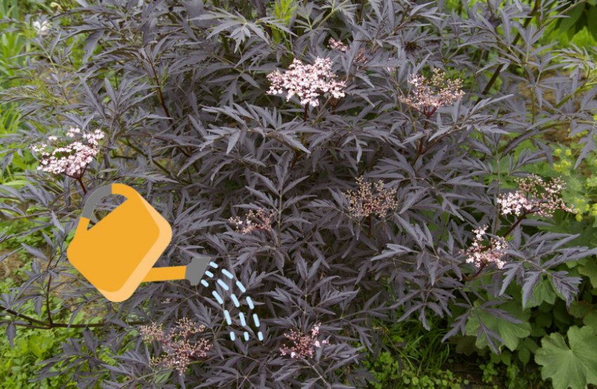 Полив бузини