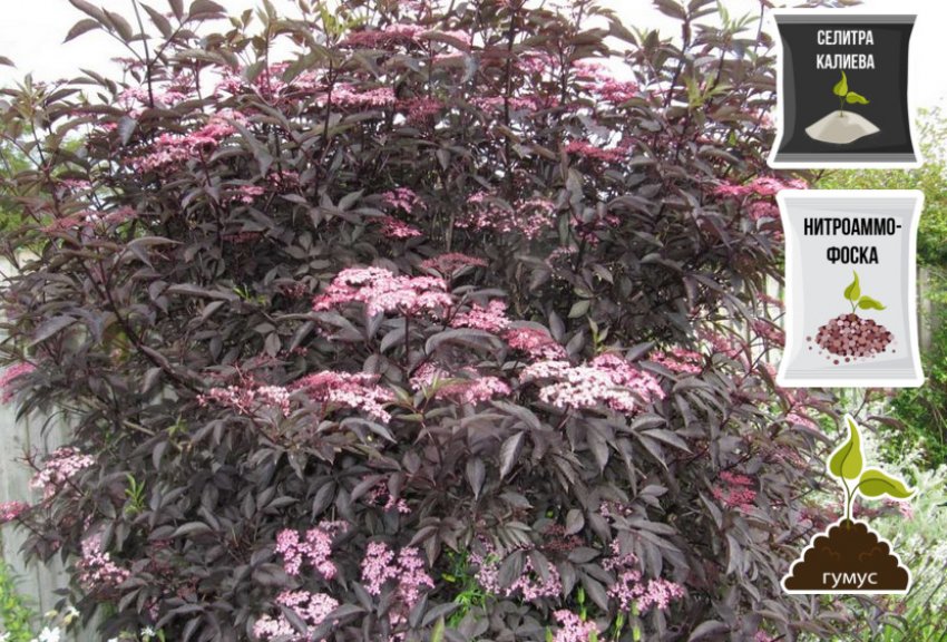 Підживлення бузини