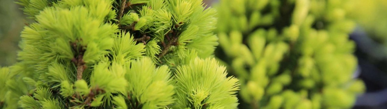 Характеристика та вирощування ялини Daisy White